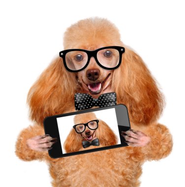 bir akıllı telefon ile bir selfie alarak köpek