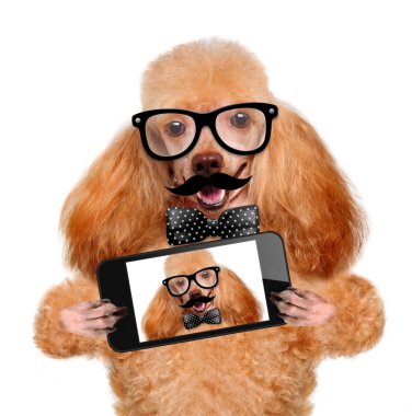 bir akıllı telefon ile bir selfie alarak köpek