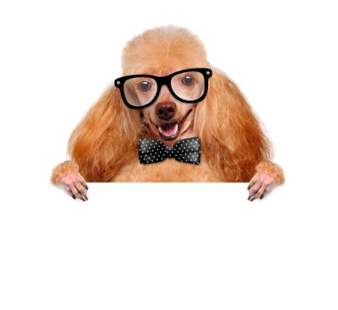 boş bir afiş tutarak köpek