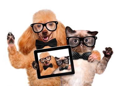 selfie ile birlikte bir tablet alarak kedi ile köpek