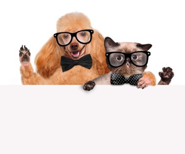 beyaz bayrak onun elinde bir kedi ile köpek pençeleri.