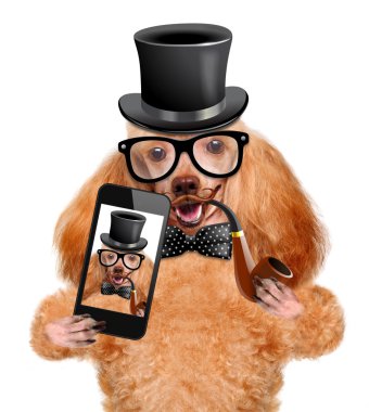 bir akıllı telefon ile bir selfie alarak köpek