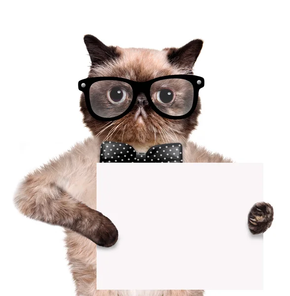 Placeholder banner cat — Stock Photo, Image