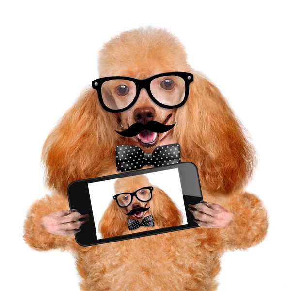 Hunden tar en selfie med en smartphone — Stockfoto