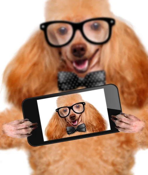 Hunden tar en selfie med en smartphone — Stockfoto