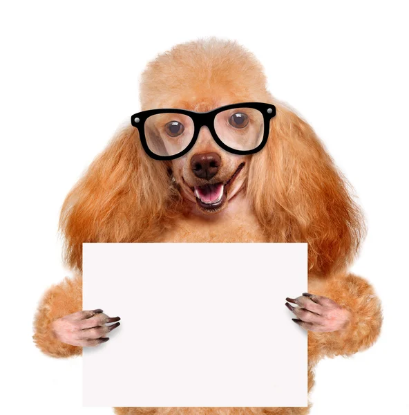 Cão segurando um banner em branco — Fotografia de Stock