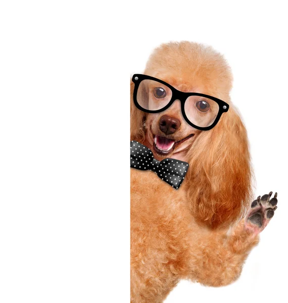 Dog with glasses behind a white banner — Stock Photo, Image