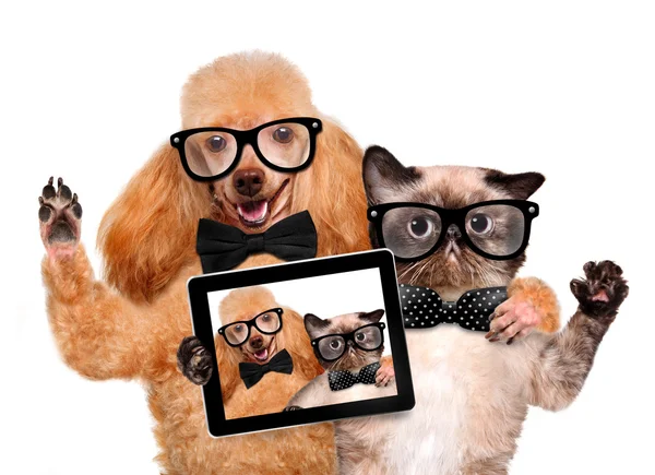 Dog with cat taking a selfie together with a tablet — Stock Photo, Image