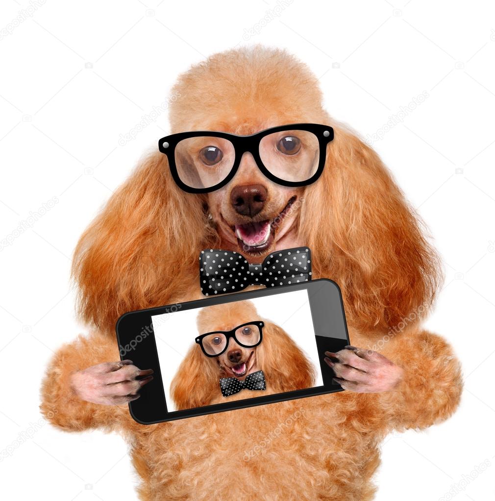 Dog taking a selfie with a smartphone