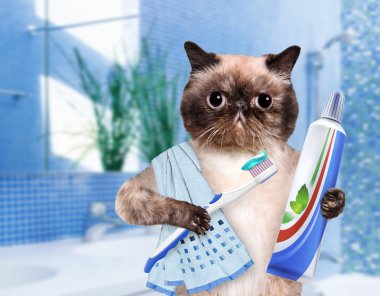 Brushing teeth cat. clipart