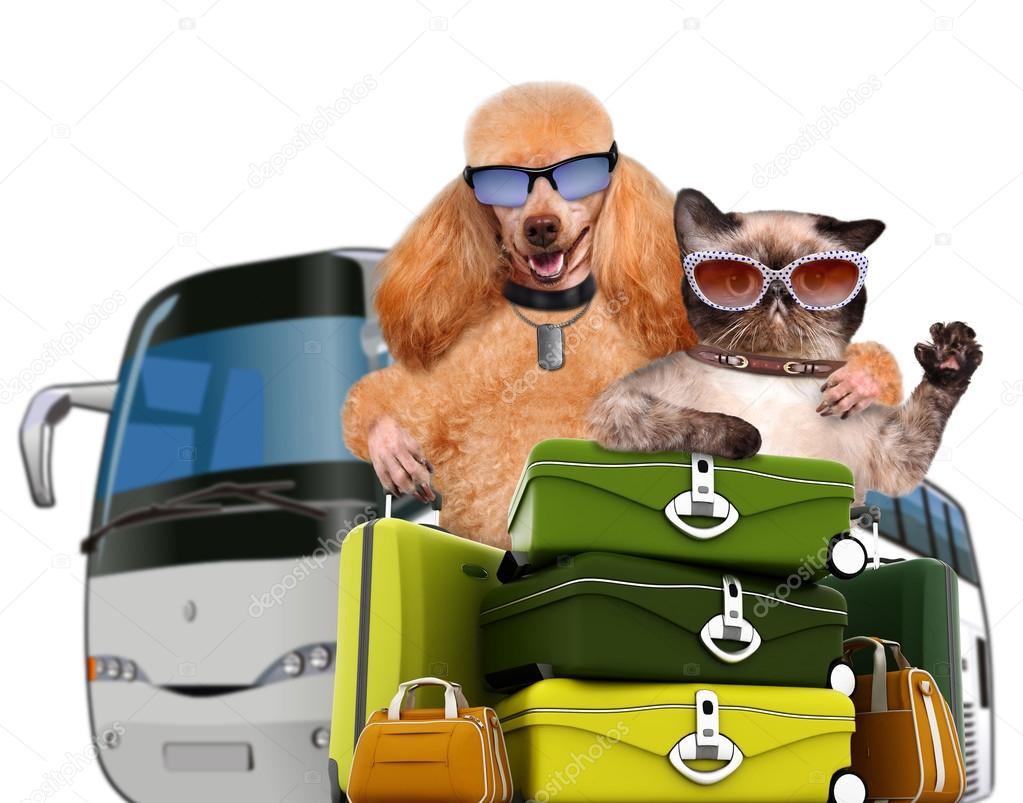 Dog and cat traveler