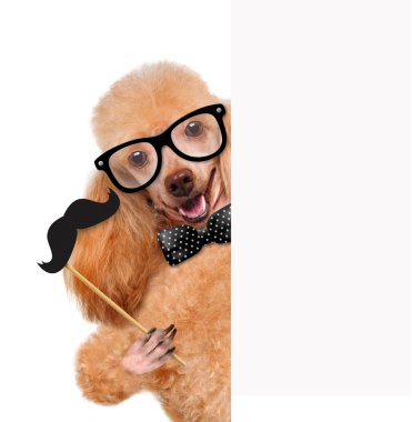 hipster köpek