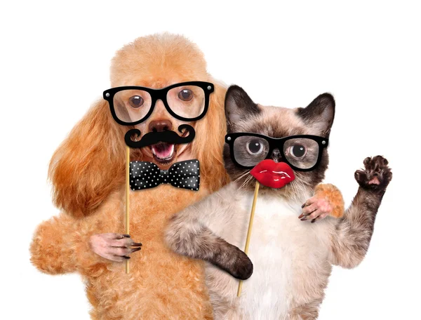 Hipster cão e gato . — Fotografia de Stock