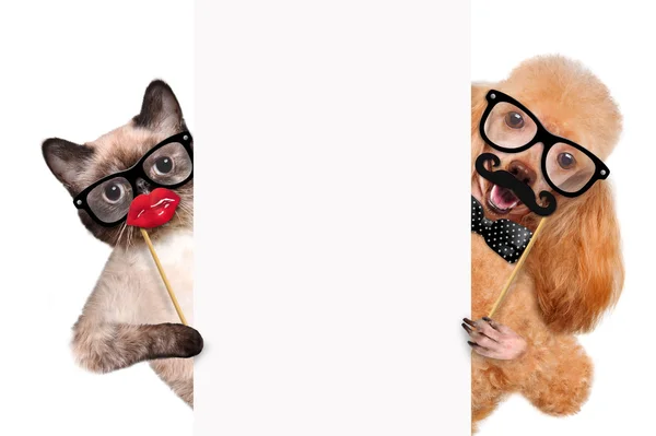 Hipster dog and cat. — Stock Photo, Image