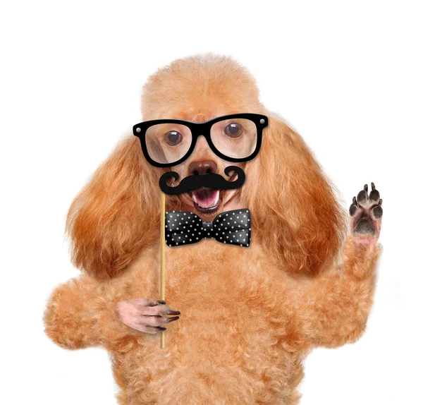 Hipsterhund — Stockfoto