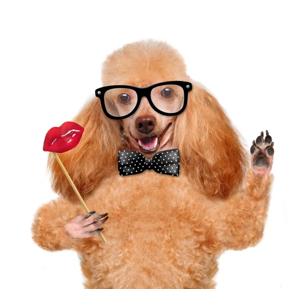 Hipster dog — Stock Photo, Image