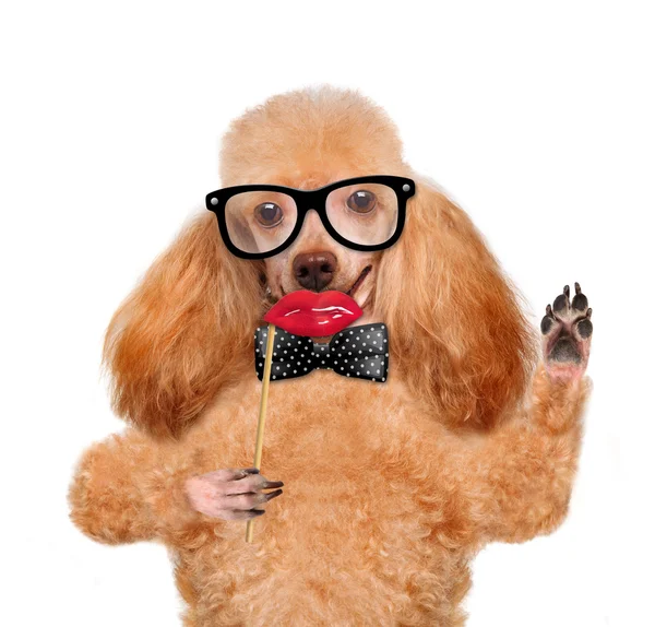 Hipster dog — Stock Photo, Image