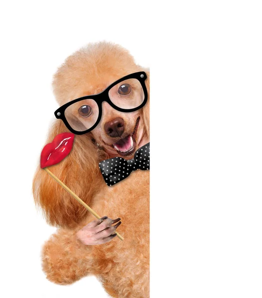 Hipster dog — Stock Photo, Image