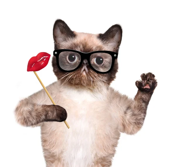 Gatto hipster — Foto Stock