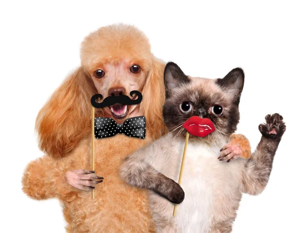Hipster dog and cat. — Stock Photo, Image