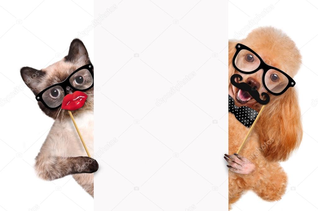 Hipster dog and cat.