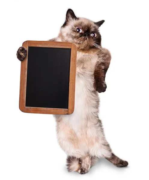 Cat chef. — Stock Fotó