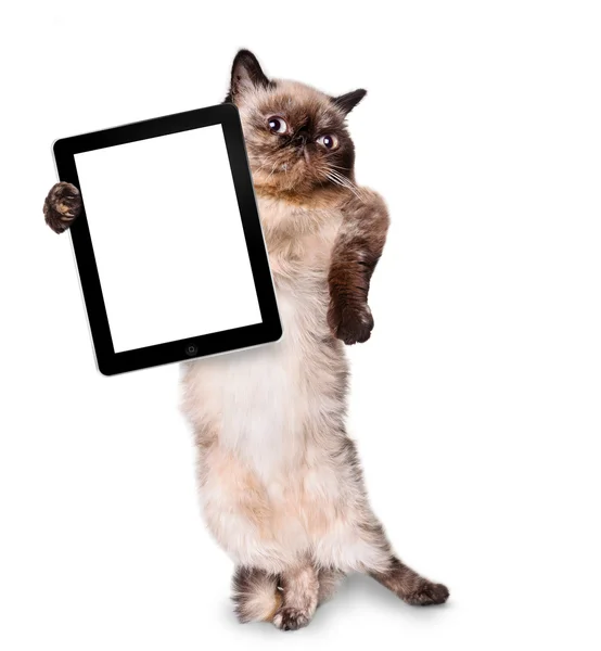 猫抱着一个空白的平板 — 图库照片