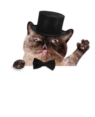 kedi beyaz Banner.