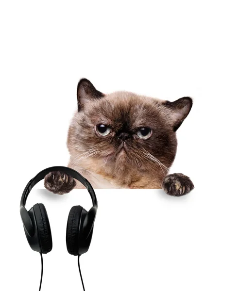 Cat DJ with headphones. — Stock Photo, Image