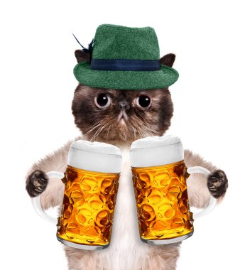 bir bira bardağı ile kedi