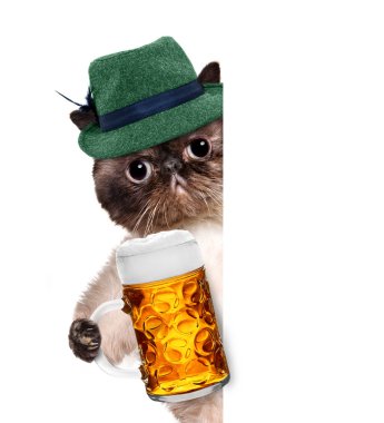 bir bira bardağı ile kedi