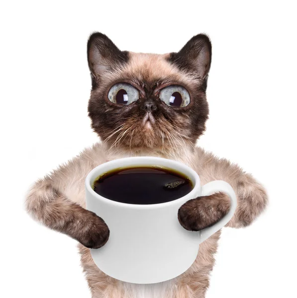 Kat met een kopje koffie. — Stockfoto