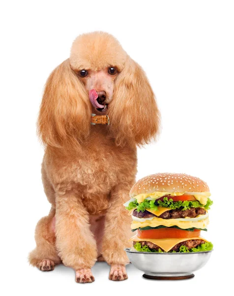 一个汉堡包的狗. — 图库照片