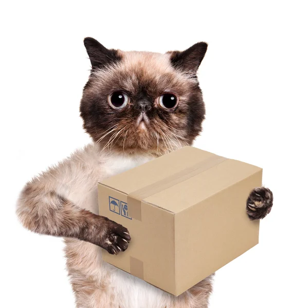 Cat delivery post box — Stock Photo, Image