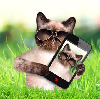bir akıllı telefon ile bir selfie alarak kedi