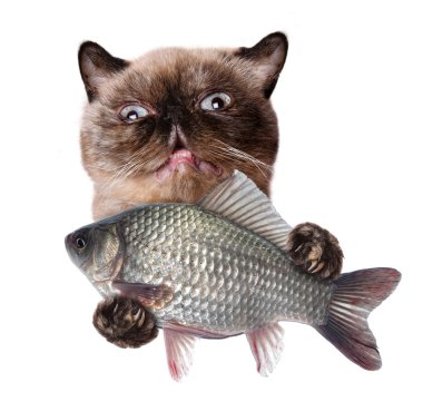 kedi balıklı.
