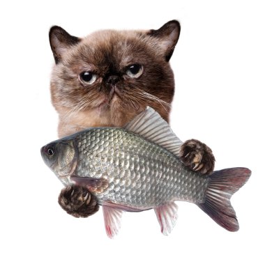kedi balıklı.