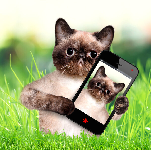 Cat taking a selfie with a smartphone