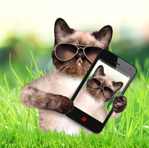 Bir akıllı telefon ile bir selfie alarak kedi — Stok fotoğraf