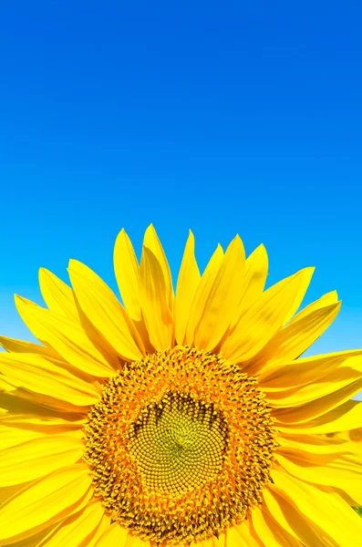 Sunflower — Stock Photo, Image