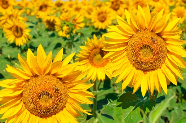 Sunflower — Stock Photo, Image