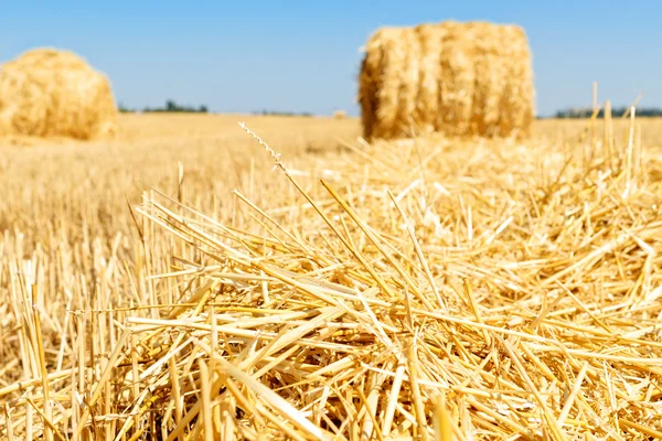 Field with haystack. Hay. — Stock Photo, Image