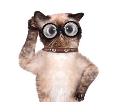 bir çok büyük kulak dikkatli dinleyen aptal kedi