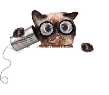 Aptal, çirkin kedi telefonda konserve kutusuyla.