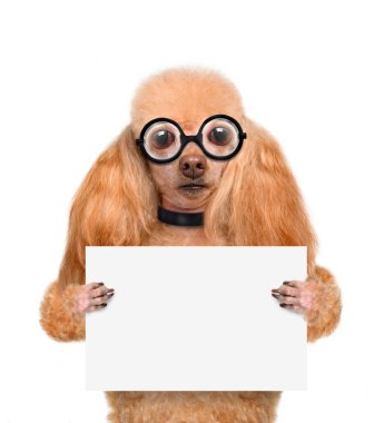 çılgın aptal köpek komik gözlük boş afişini arkasında