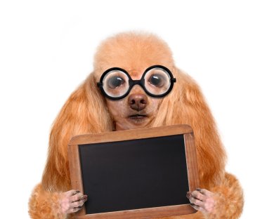 çılgın aptal köpek komik gözlük boş afişini arkasında