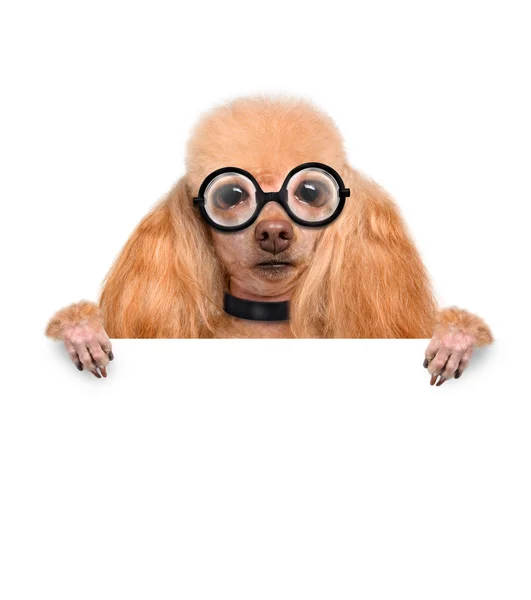 Pazzo stupido cane con occhiali divertenti dietro cartello bianco — Foto Stock