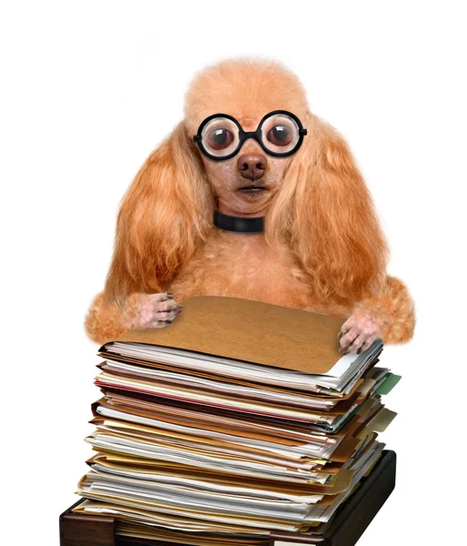 Gekke domme hond achter een hoge stapel boeken — Stockfoto