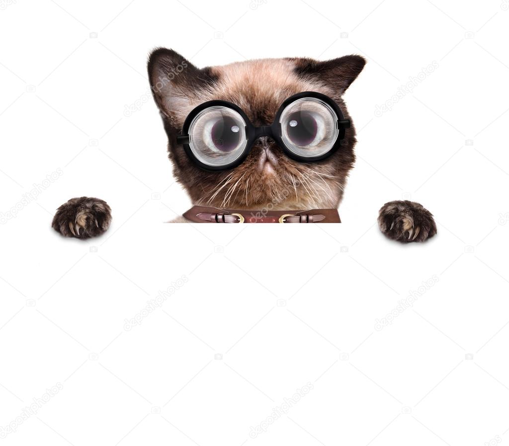 Crazy silly cat with funny glasses behind blank placard