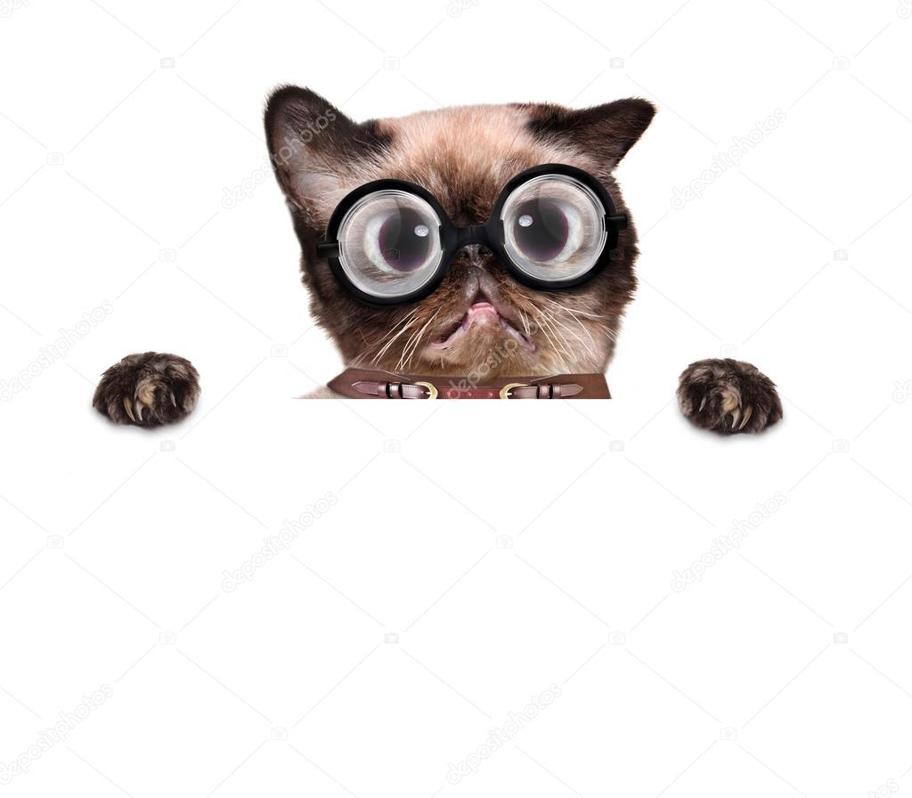 Photos De Chat Laid Images De Chat Laid Depositphotos Photos De Chat Laid Images De Chat Laid Depositphotos